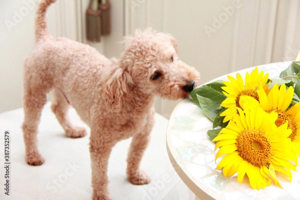 Fototapeta ペットとひまわりの花