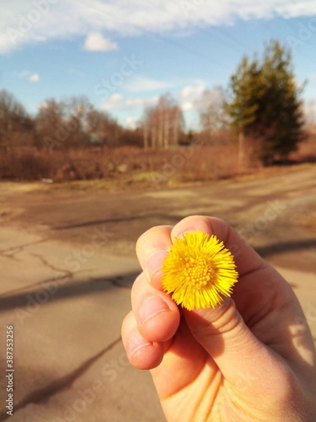 Obraz First summer flower