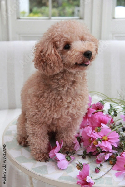 Fototapeta トイプードルとコスモス