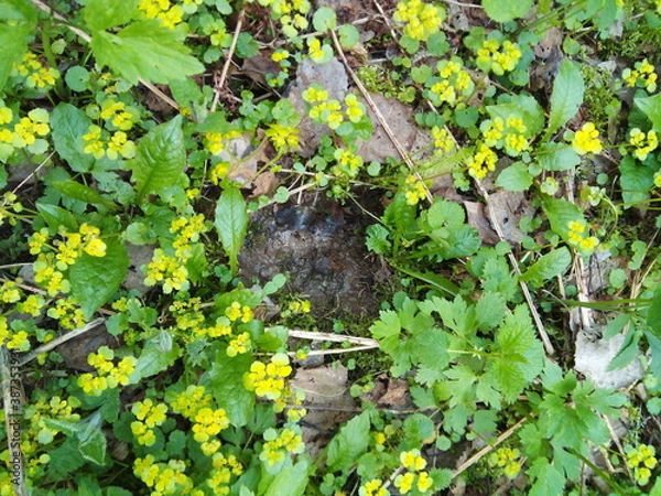 Obraz Forest flowers