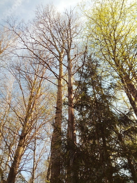 Fototapeta Typical russian forest