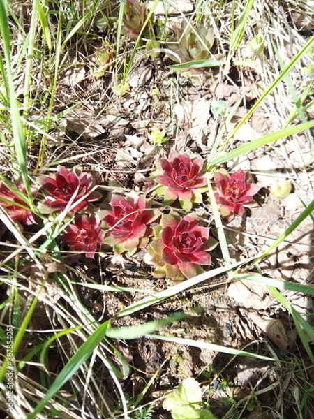 Obraz Red sempervivum