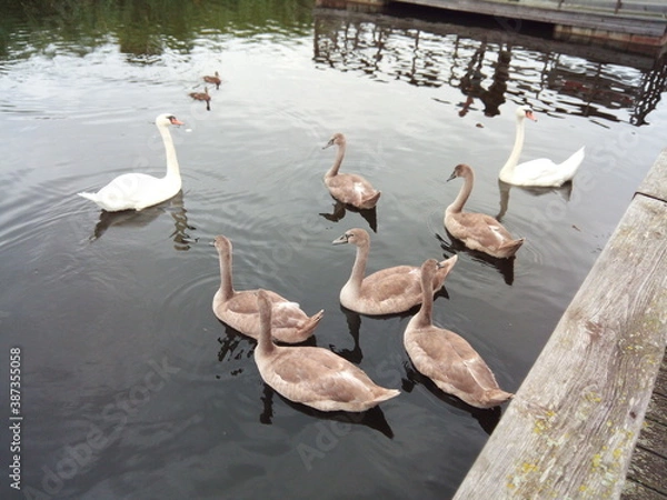 Obraz Swans with their cygnets