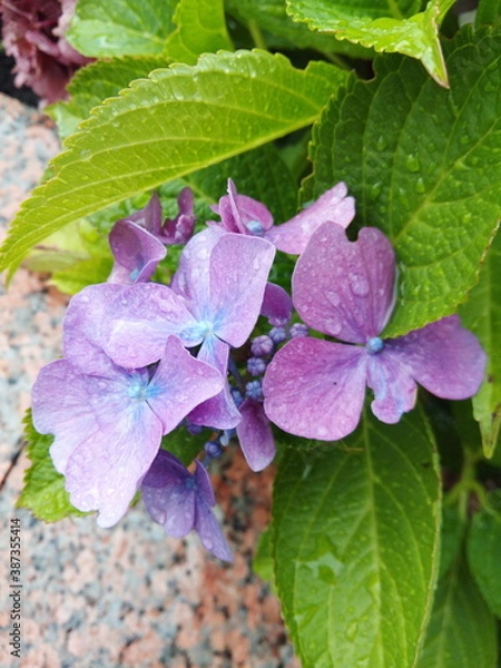 Obraz Flowers with dew