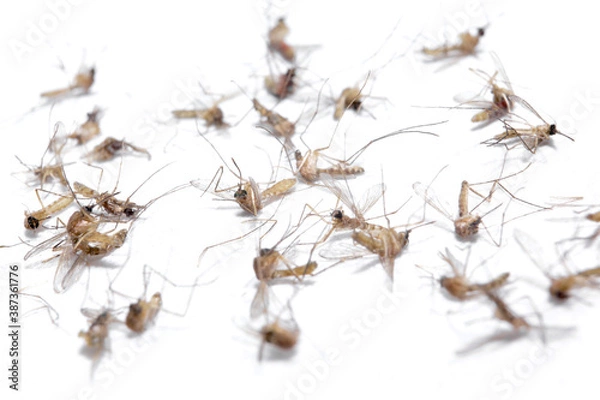 Obraz Dead Mosquito Isolated On White