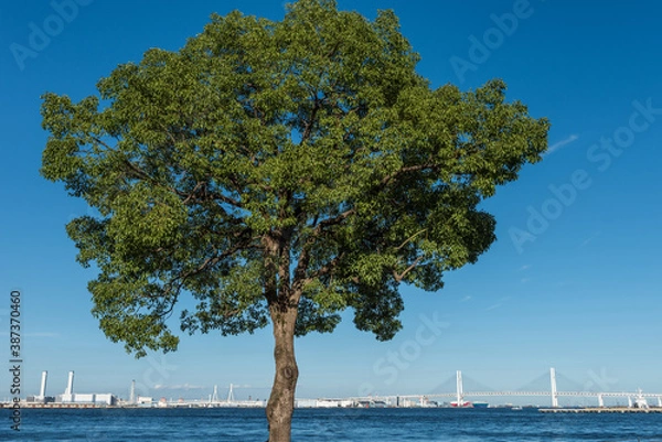 Obraz 一本のクスノキ