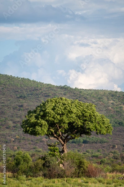 Obraz Landscape with tree