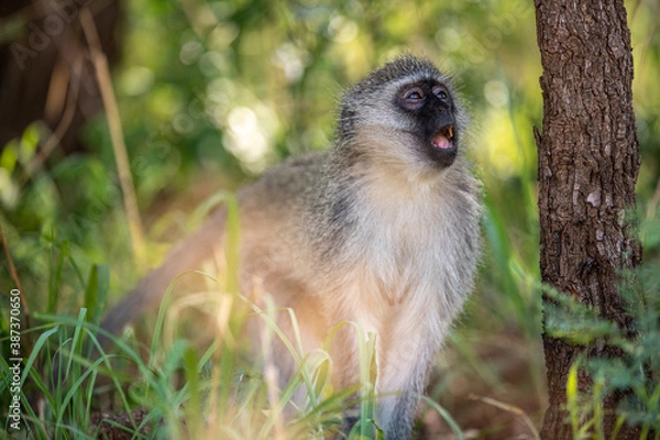 Obraz A Vervet monkey calling out