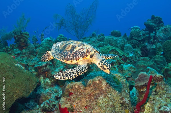 Fototapeta Cayman's turtle
