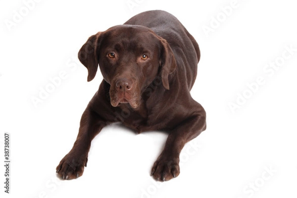 Obraz labrador retriever