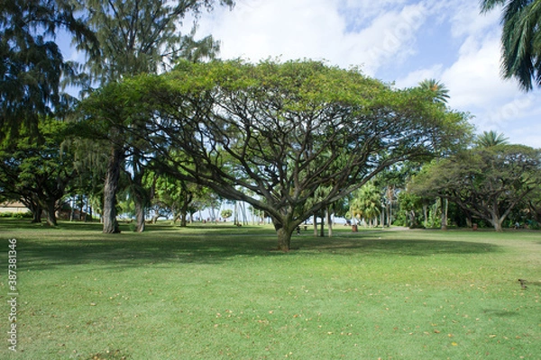 Obraz 公園の芝生と大きな木
