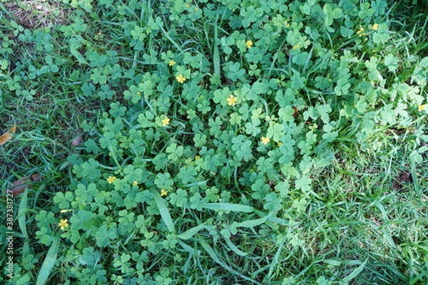 Obraz クローバーと黄色い花