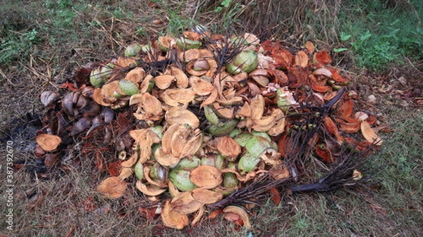 Obraz Peeled coconut shell