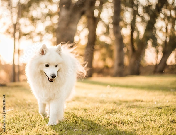 Obraz A Japanese Spitz during sunset