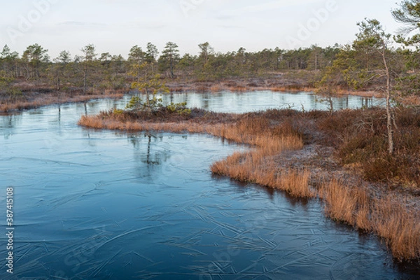 Fototapeta Swamp lake with ice in sunny spring day in sunrise