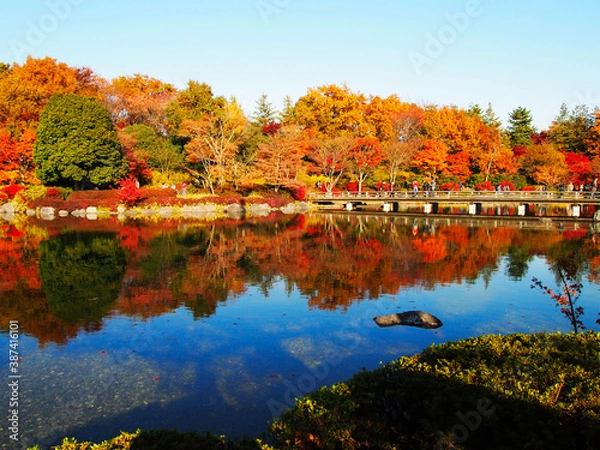 Obraz 昭和記念公園の日本庭園の池