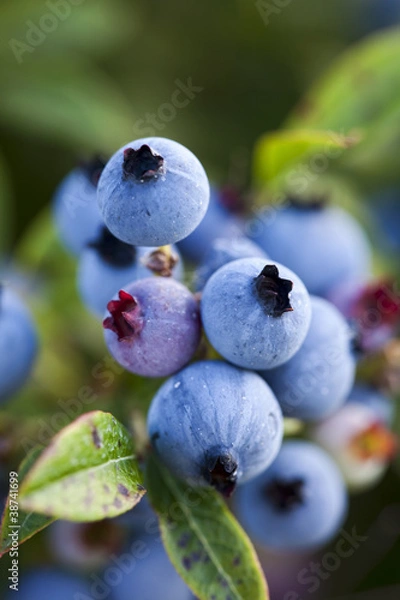 Obraz Closeup of wild blueberries growing in a field.