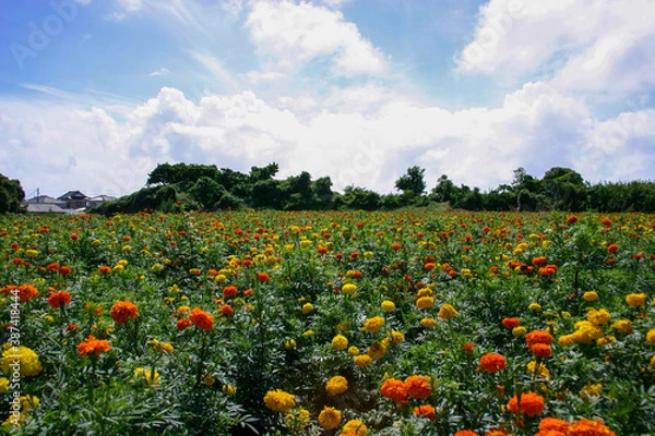 Obraz マリーゴールド