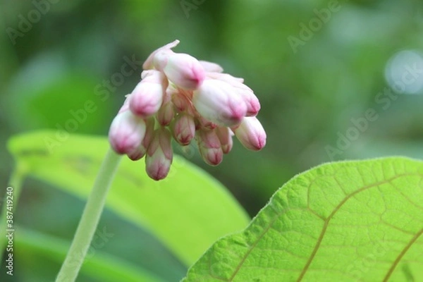 Obraz magnolia flower