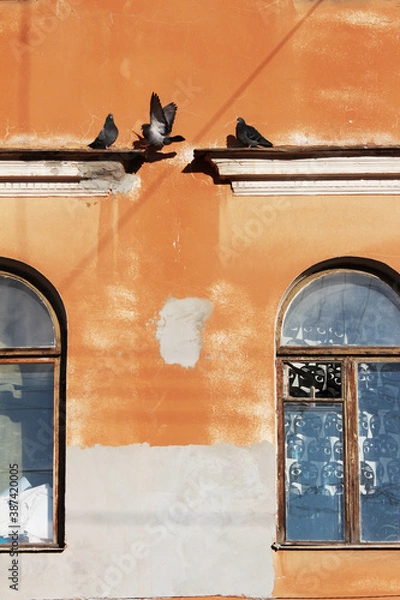 Obraz pigeons are sitting above the window next to the image of a cat on the curtains