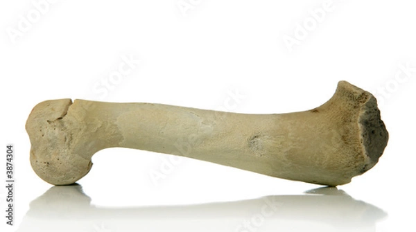 Fototapeta bone