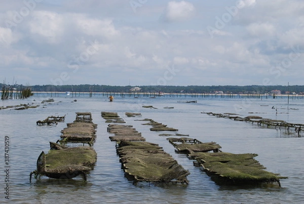 Obraz parc a huitres