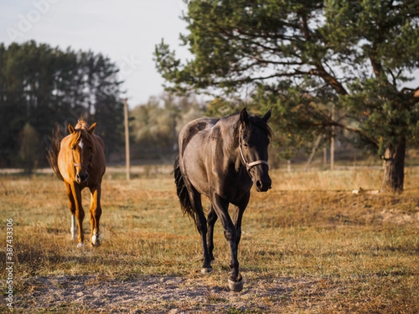 Fototapeta Two horses running in the autumn field