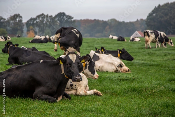Obraz Dutch cows laying down in grasland
