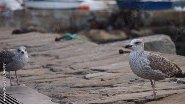 Fototapeta Seemöwen