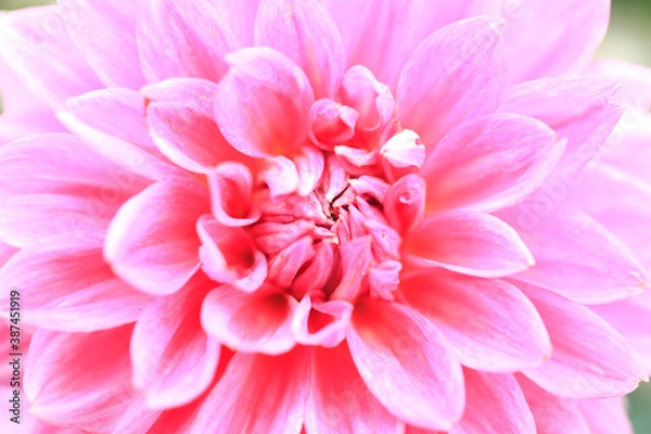 Fototapeta ダリア