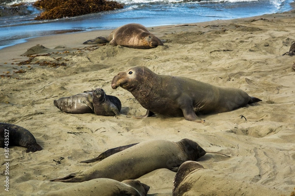 Fototapeta Elephant seal and her cubs rest on the beach