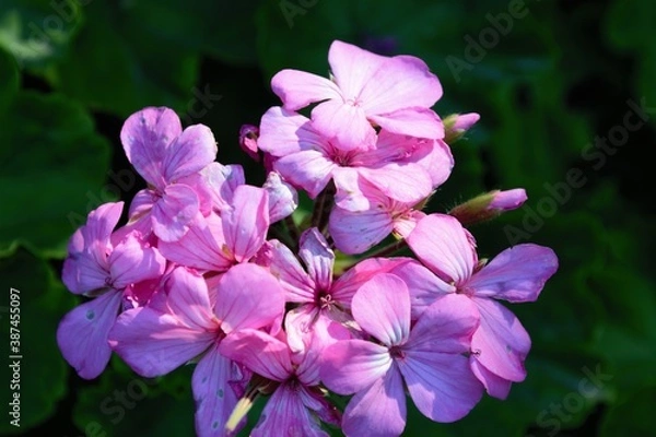 Fototapeta ramo violetas 