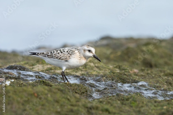 Fototapeta Sanderling (Calidris alba), juvenile searching food among algae and seaweed. Baltic Sea, Poland.