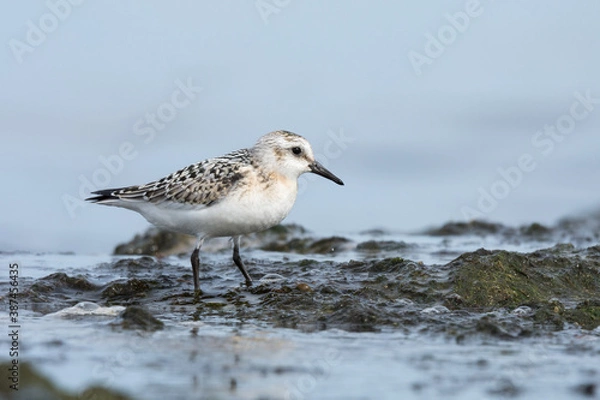 Fototapeta Sanderling (Calidris alba), juvenile searching food among algae and seaweed. Baltic Sea, Poland.