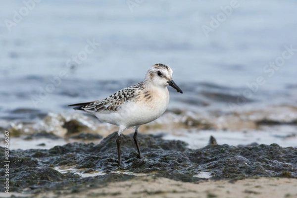 Fototapeta Sanderling (Calidris alba), juvenile searching food among algae and seaweed. Baltic Sea, Poland.