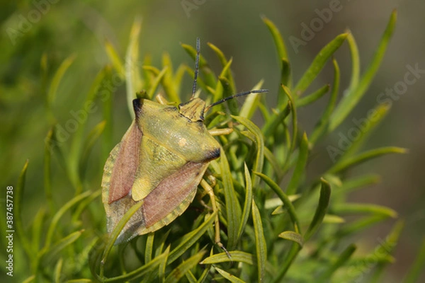 Fototapeta Black-shouldered shield bug (Carpocoris purpureipennis). Poland