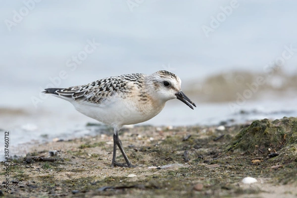 Fototapeta Sanderling (Calidris alba), juvenile searching food among algae and seaweed. Baltic Sea, Poland.