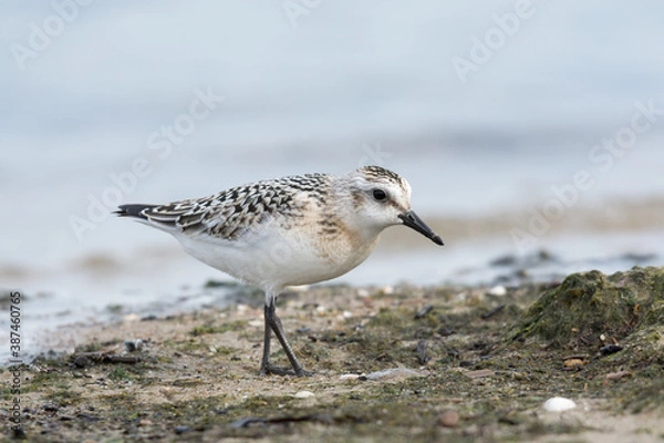 Fototapeta Sanderling (Calidris alba), juvenile searching food among algae and seaweed. Baltic Sea, Poland.