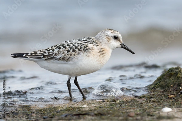 Fototapeta Sanderling (Calidris alba), juvenile searching food among algae and seaweed. Baltic Sea, Poland.