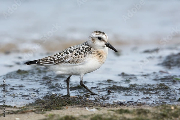 Fototapeta Sanderling (Calidris alba), juvenile searching food among algae and seaweed. Baltic Sea, Poland.
