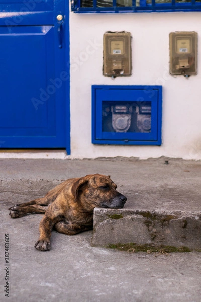 Obraz Perro recostado