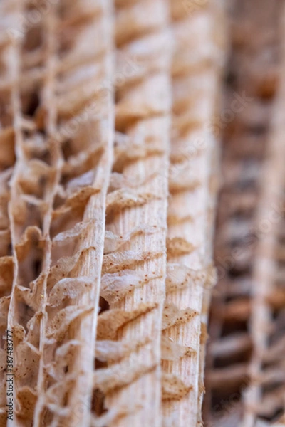 Obraz Textura de hoja de plátano