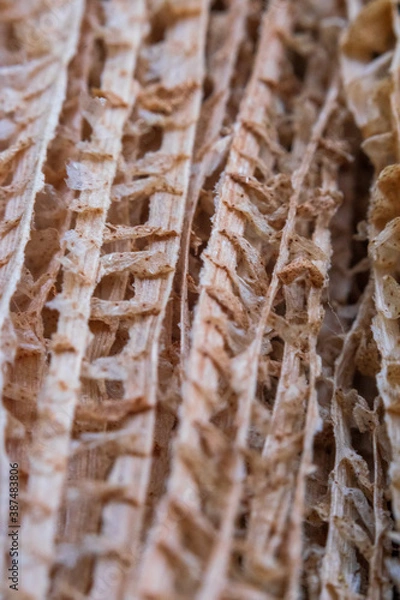 Obraz Textura de palma