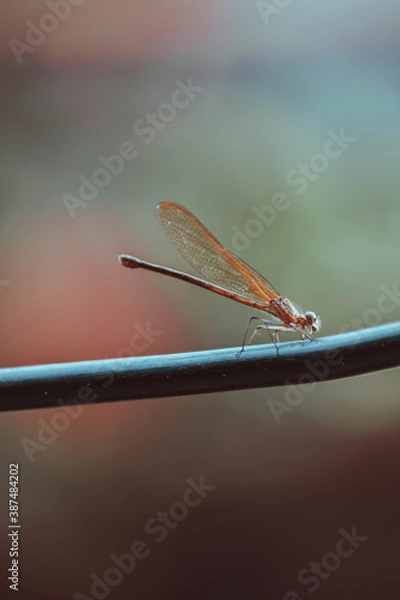 Obraz 
Anisopétala- libélula 