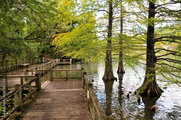 Fototapeta ラクウショウ