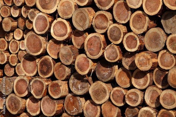 Fototapeta 積み上げられた大量の丸太