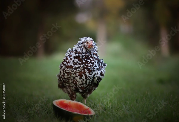 Obraz chicken watermelon