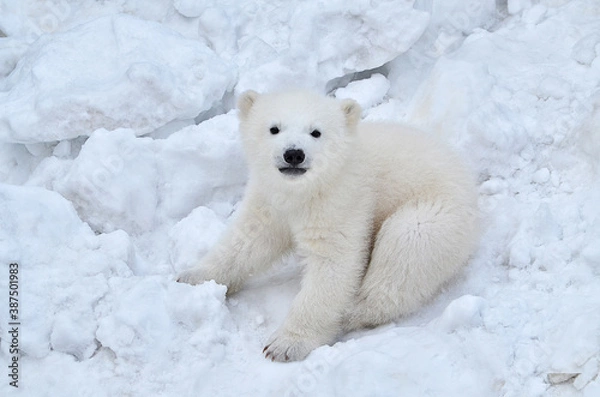 Obraz polar bear cub