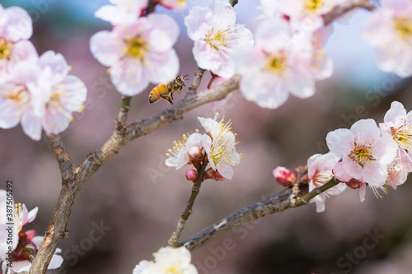 Obraz 北野天満宮の紅梅