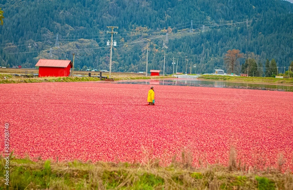 Obraz cranberry bog